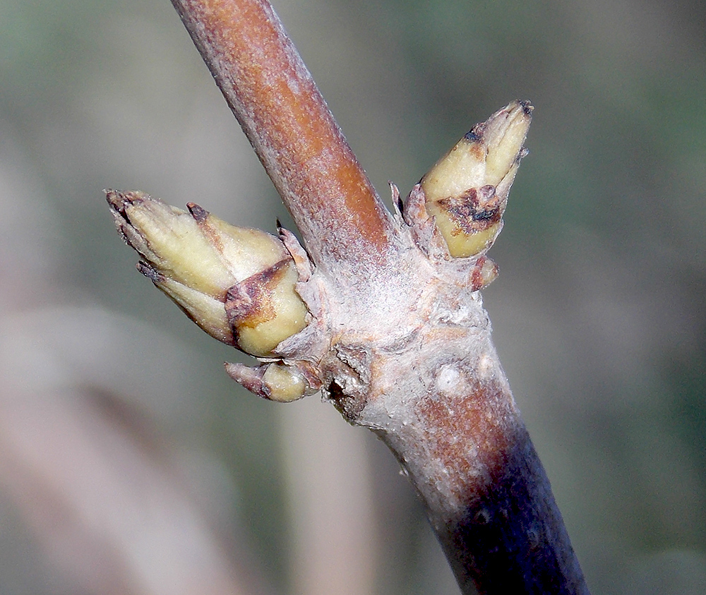 Image of Sambucus nigra specimen.