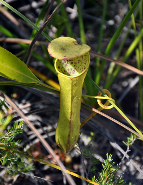 Изображение особи Nepenthes gracilis.