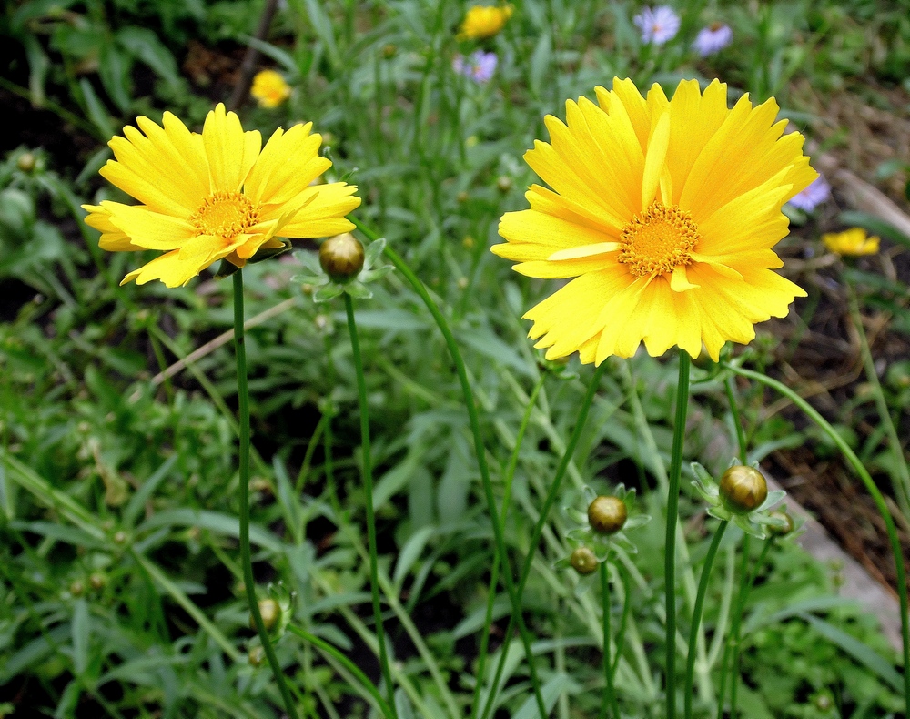 Image of Coreopsis grandiflora specimen.