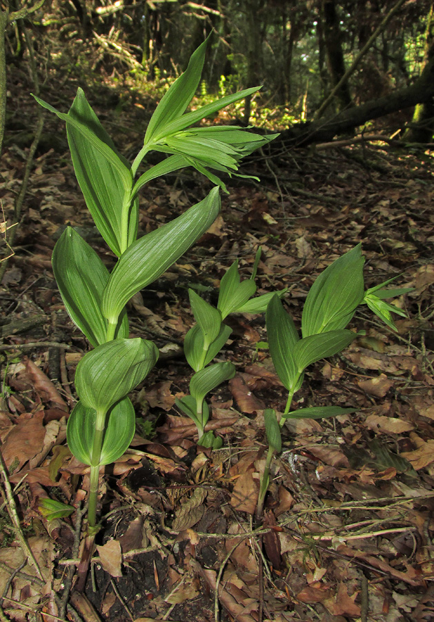 Изображение особи Epipactis leptochila.