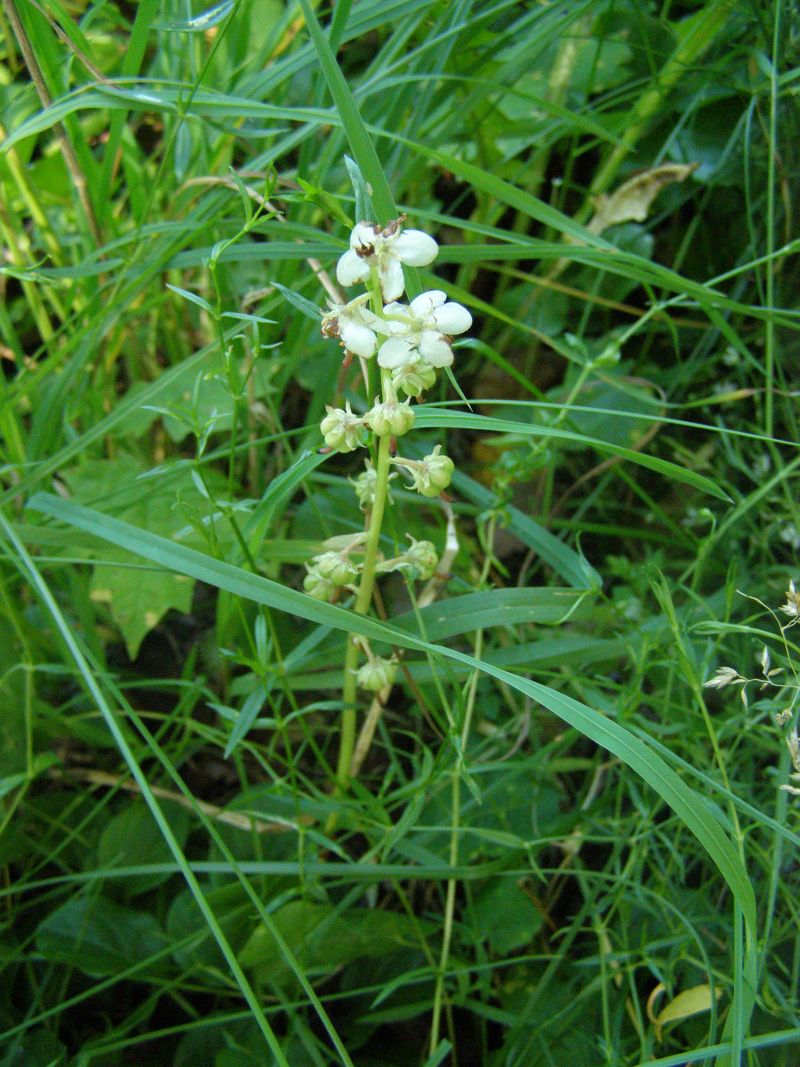 Image of Pyrola rotundifolia specimen.