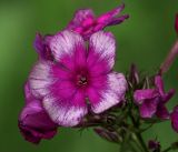 Phlox paniculata