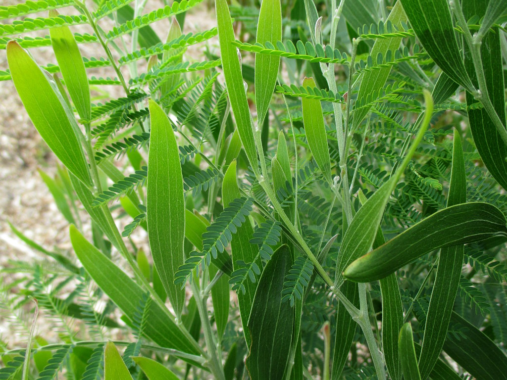 Image of Acacia melanoxylon specimen.