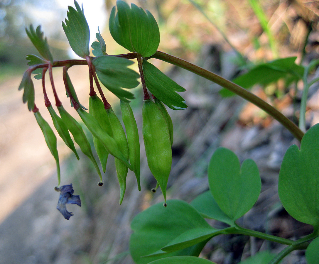 Изображение особи Corydalis solida.