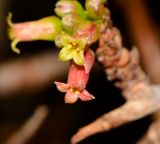 Commiphora habessinica. Цветки. Израиль, впадина Мёртвого моря, киббуц Эйн-Геди. 24.04.2017.