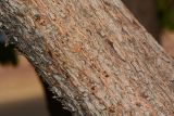 Lawsonia inermis. Часть ствола. Израиль, впадина Мёртвого моря, киббуц Эйн-Геди. 25.04.2017.