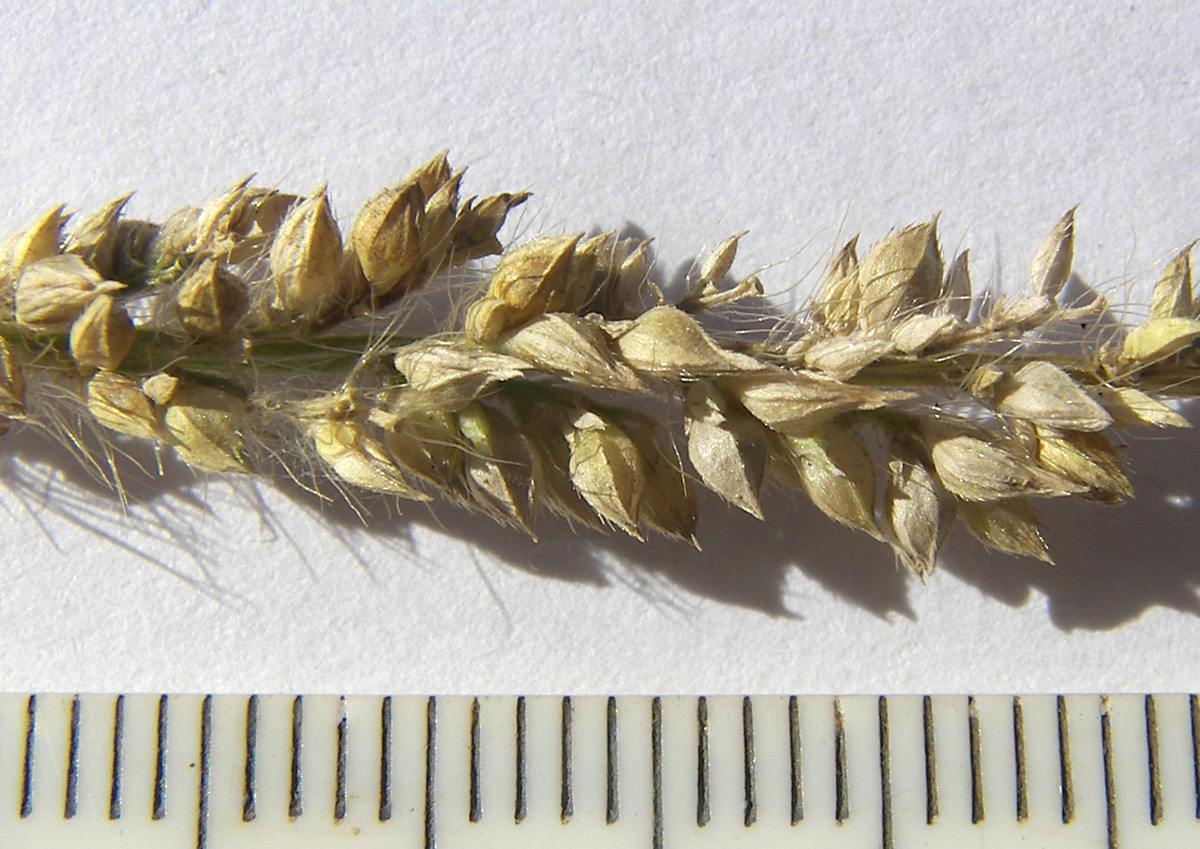 Image of Echinochloa occidentalis specimen.