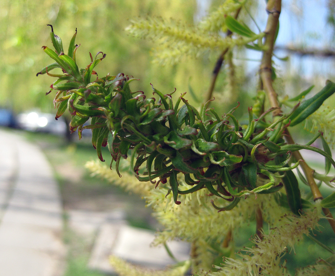 Image of Salix babylonica specimen.