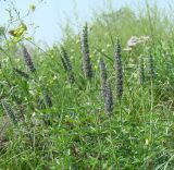 Schizonepeta multifida. Верхушки побегов с соцветиями. Иркутская обл., Черемховский р-н, окр. с. Узкий Луг, высокий берег р. Белая, разнотравный луг. 24.07.2016.