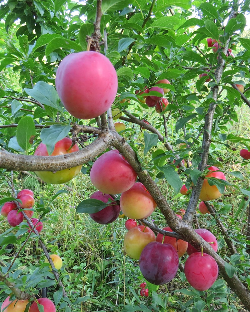 Image of Prunus &times; rossica specimen.