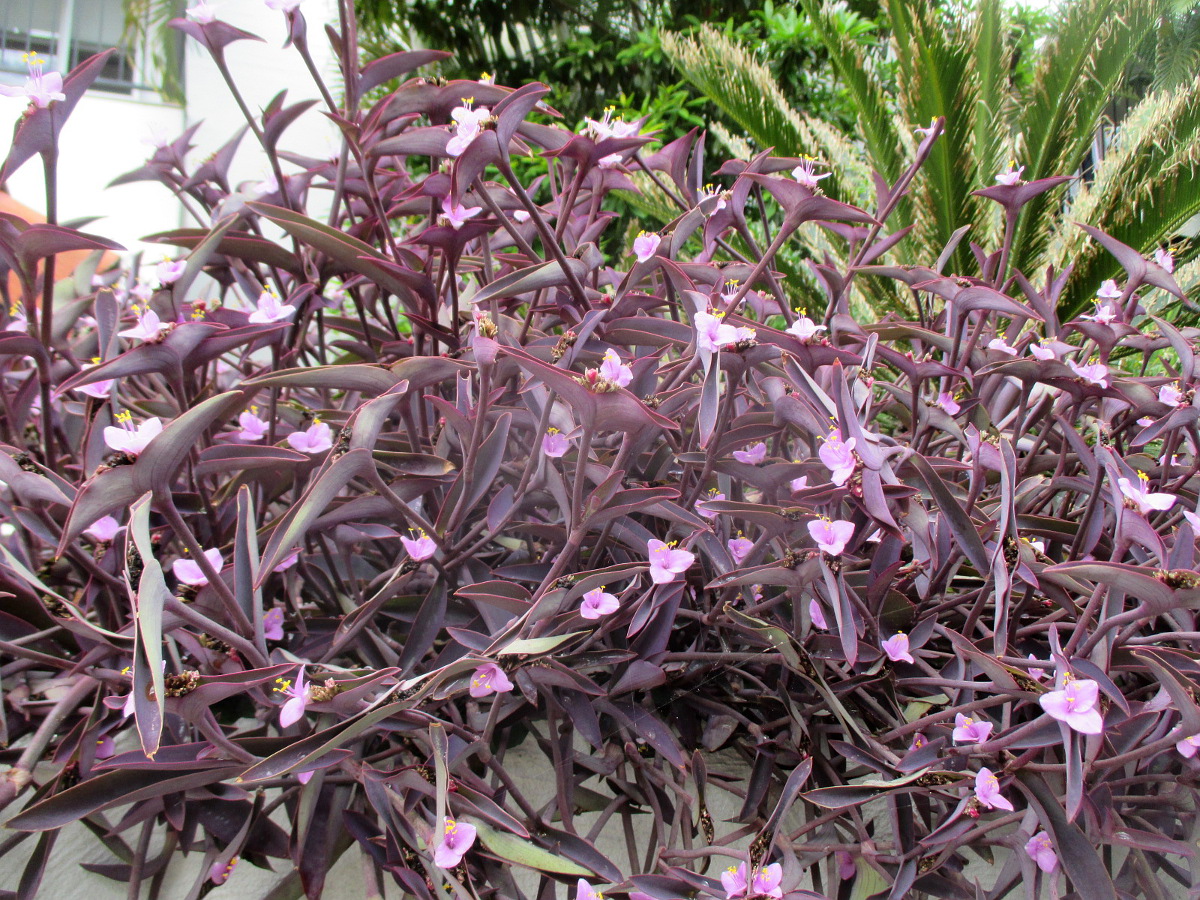 Image of Tradescantia pallida specimen.