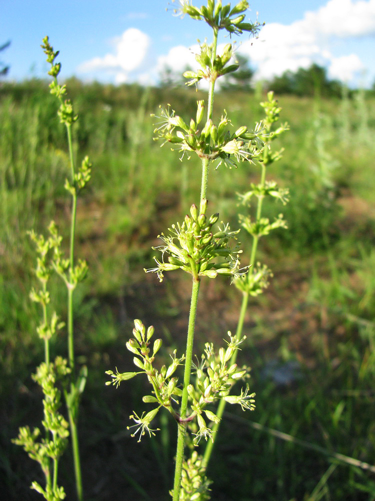 Image of Silene chersonensis specimen.