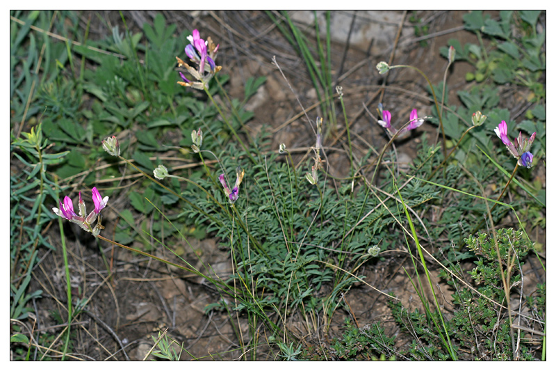 Изображение особи Astragalus macropus.