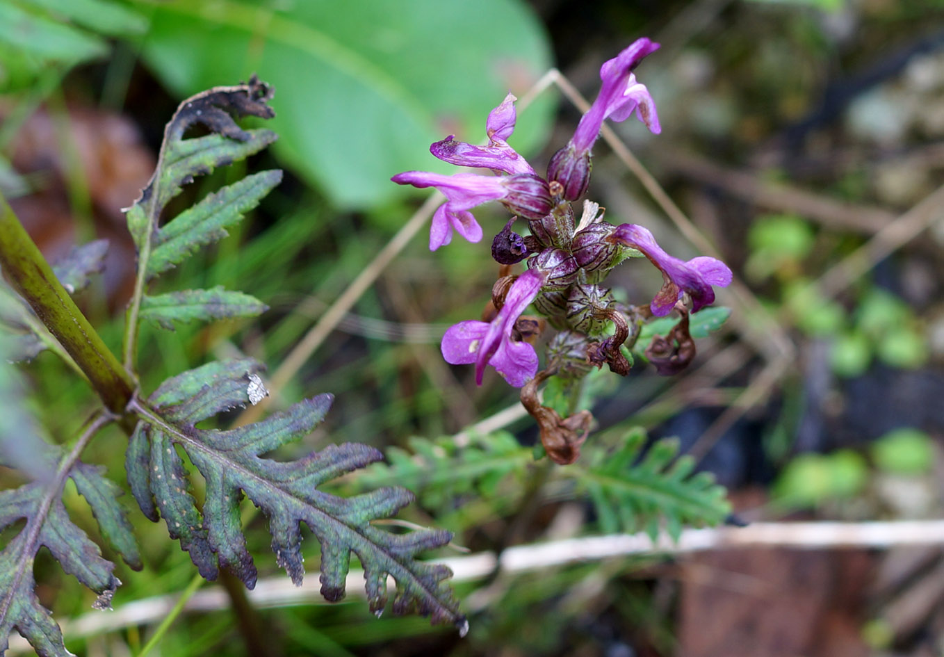 Image of Pedicularis chamissonis specimen.