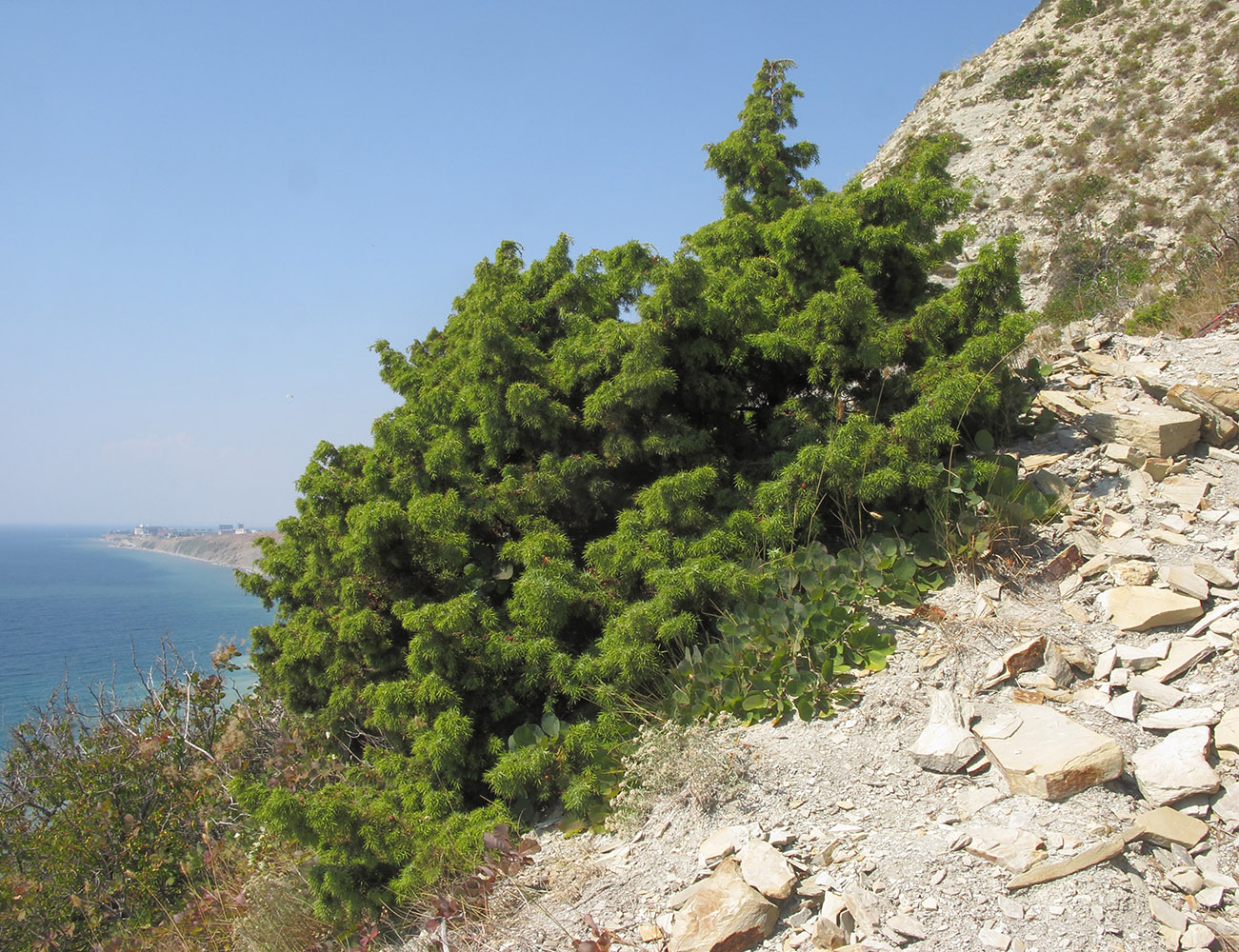 Изображение особи Juniperus deltoides.