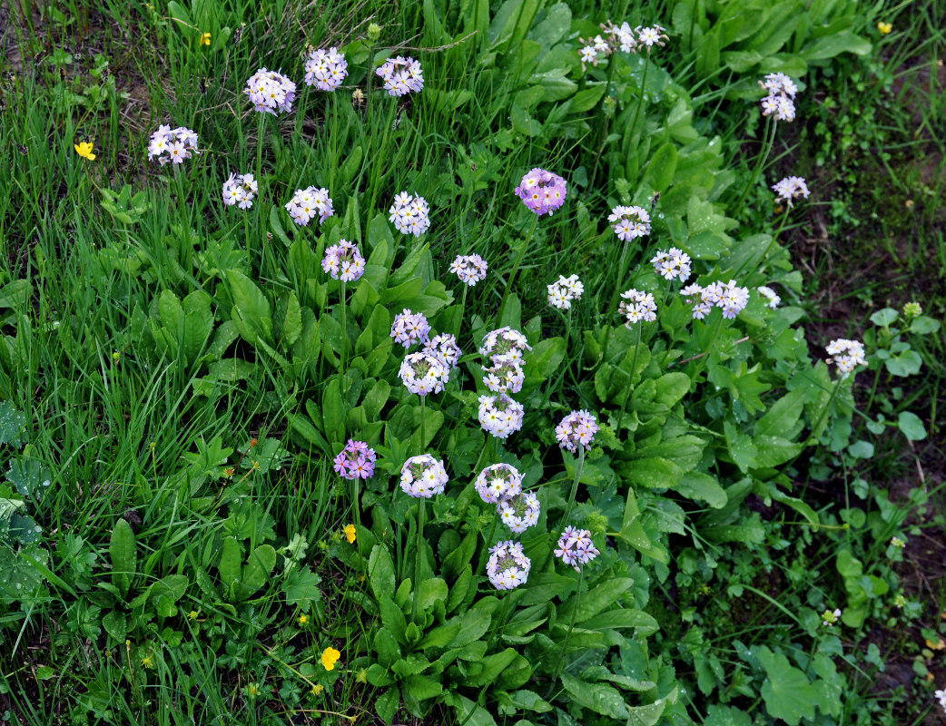 Image of Primula algida specimen.