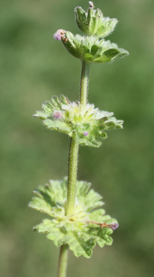 Изображение особи Lamium amplexicaule.