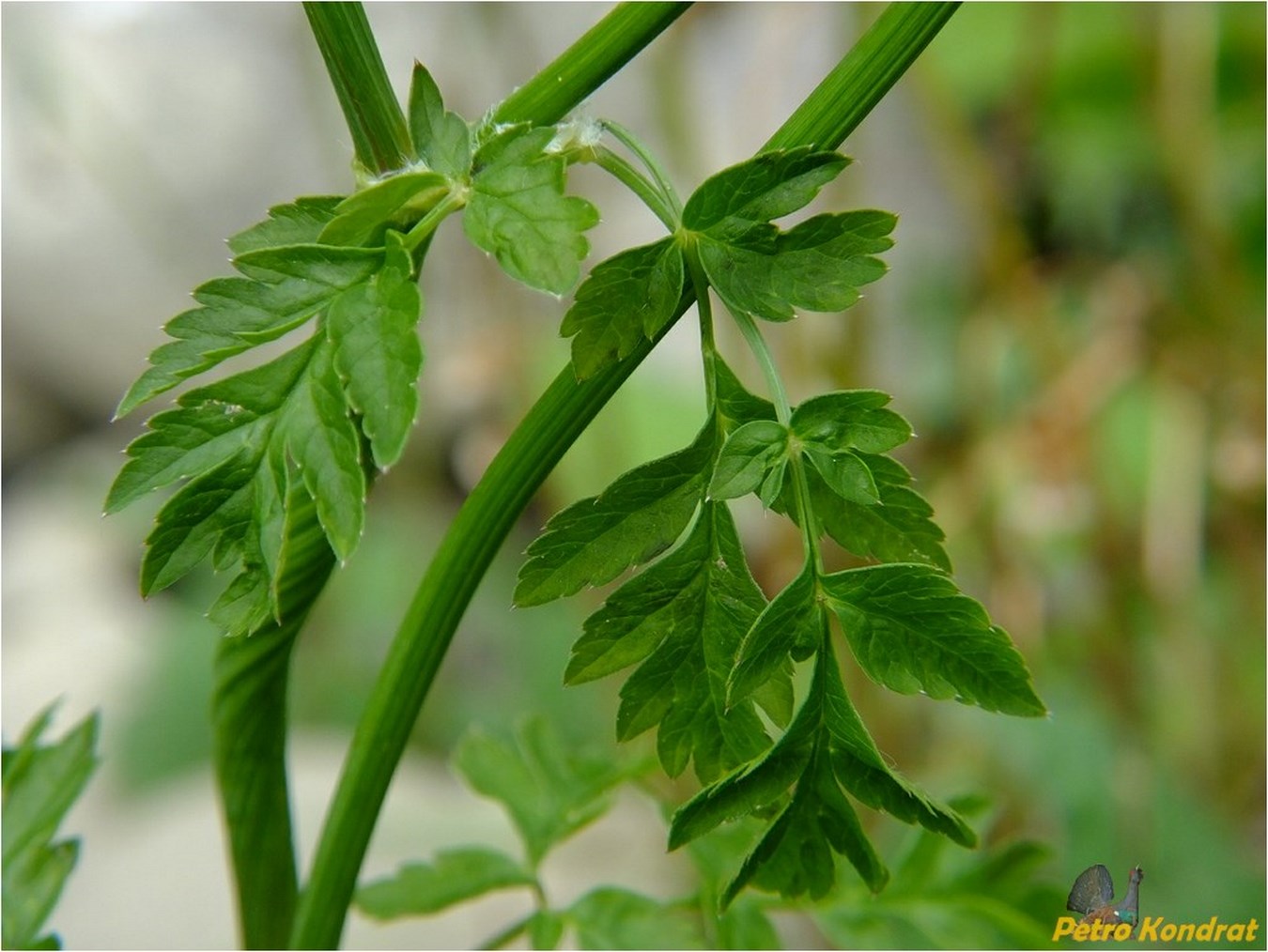 Изображение особи Anthriscus sylvestris.