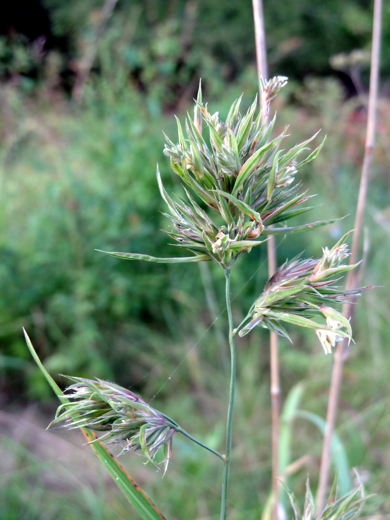 Изображение особи Dactylis glomerata.