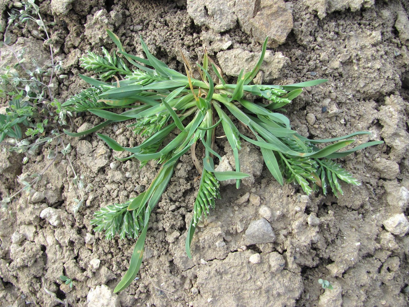 Image of Sclerochloa dura specimen.