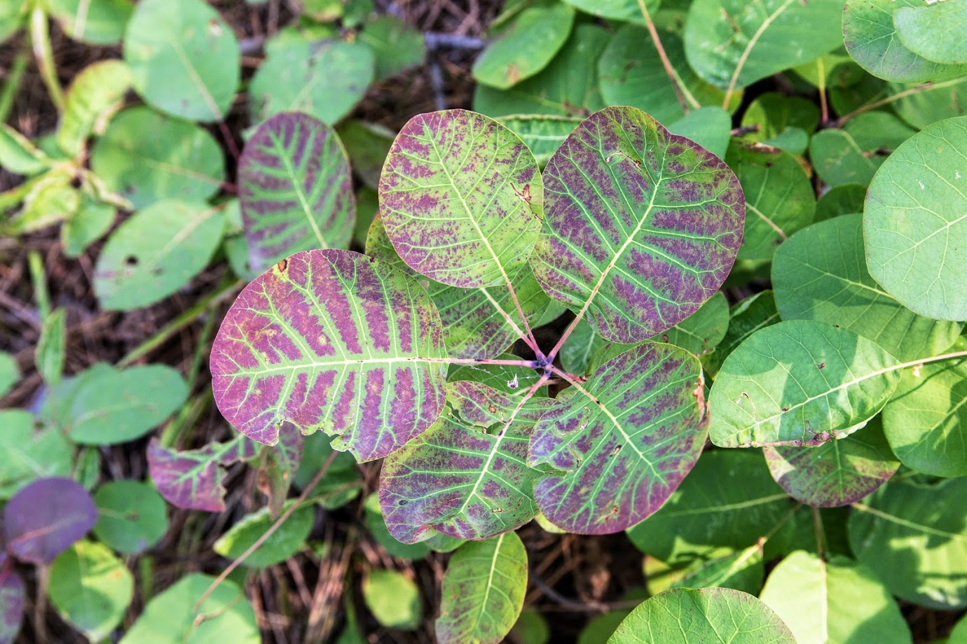 Изображение особи Cotinus coggygria.