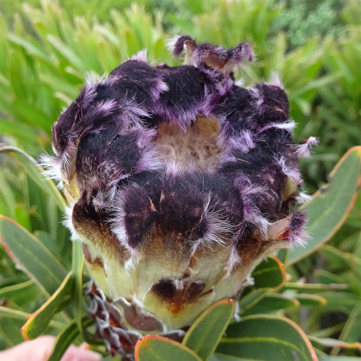 Image of Protea lepidocarpodendron specimen.