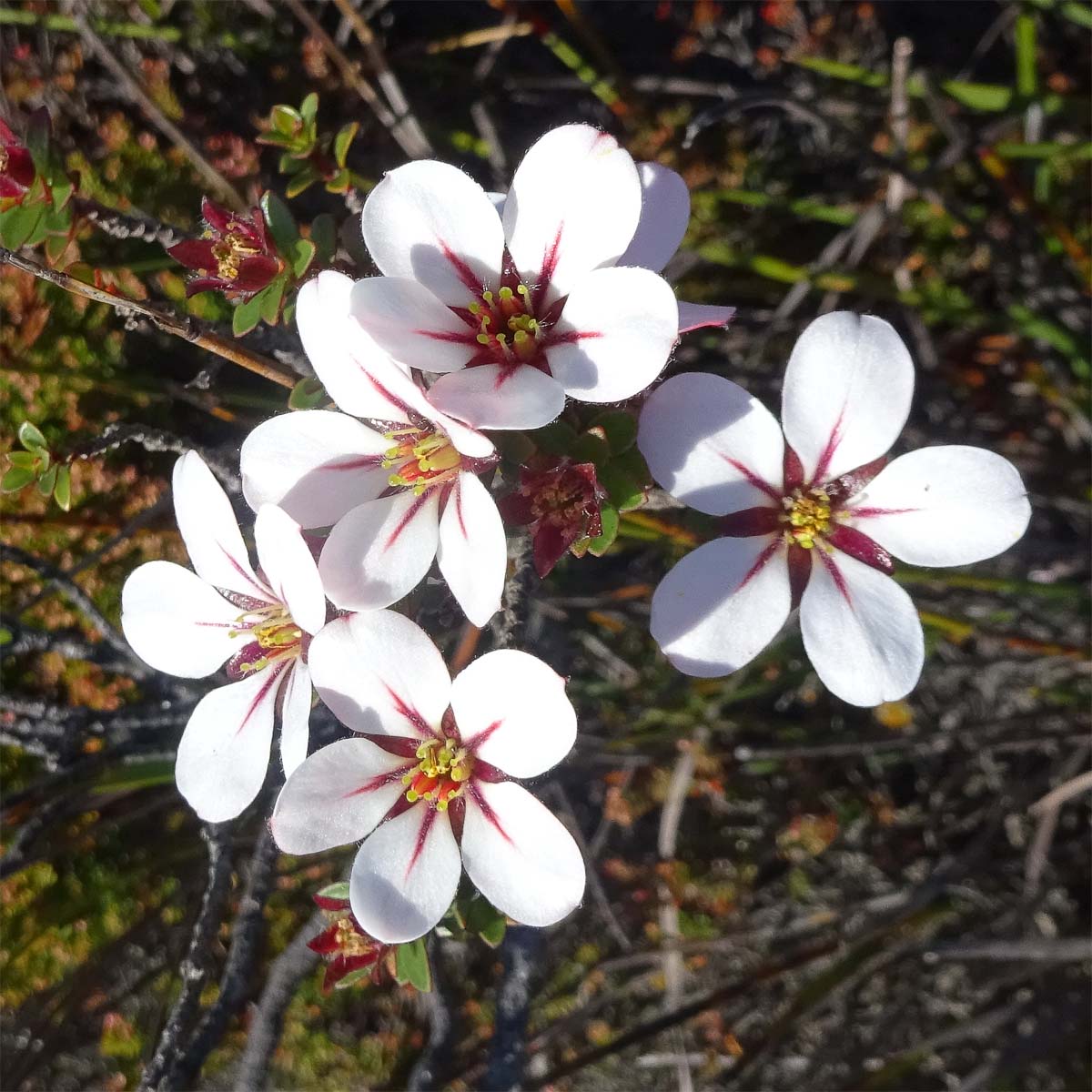 Изображение особи Adenandra villosa.