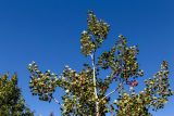 Populus tremula. Часть кроны молодого дерева. Горный Крым, Никитская яйла, сосново-лиственный лес. 26.09.2018.