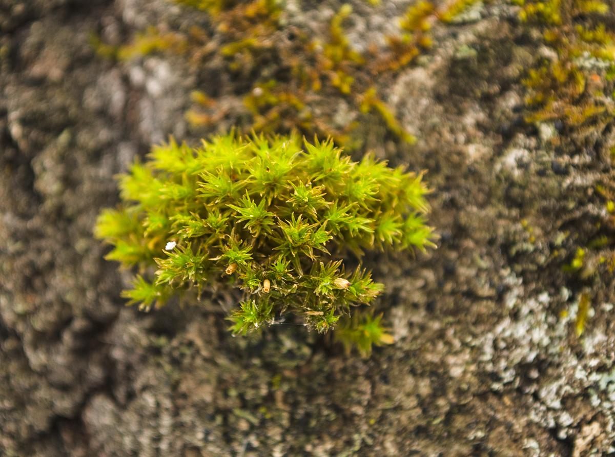 Image of Lewinskya speciosa specimen.