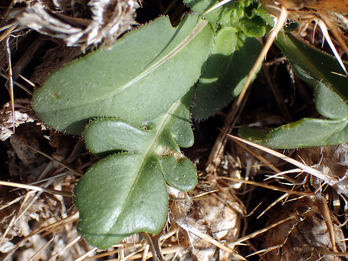 Изображение особи Centaurea raphanina ssp. mixta.