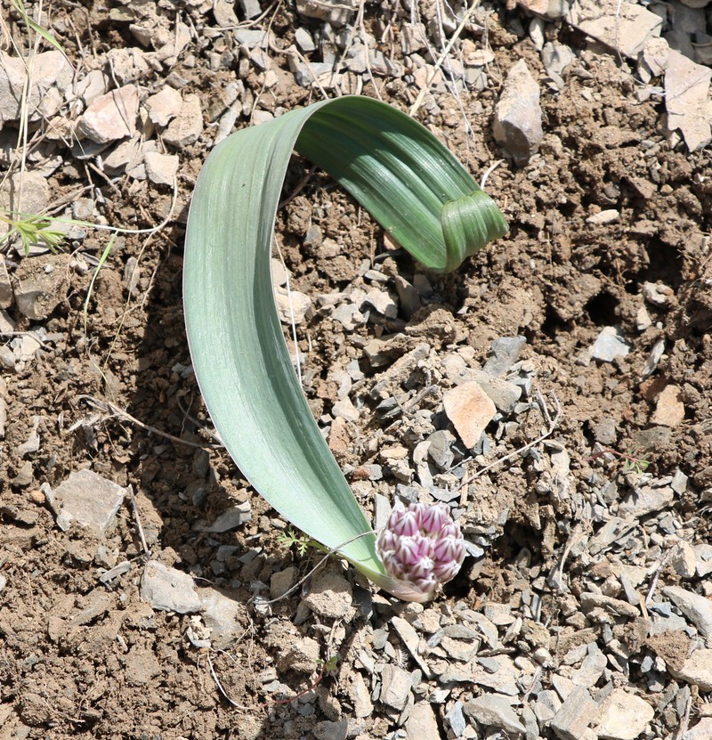 Изображение особи Allium akaka.