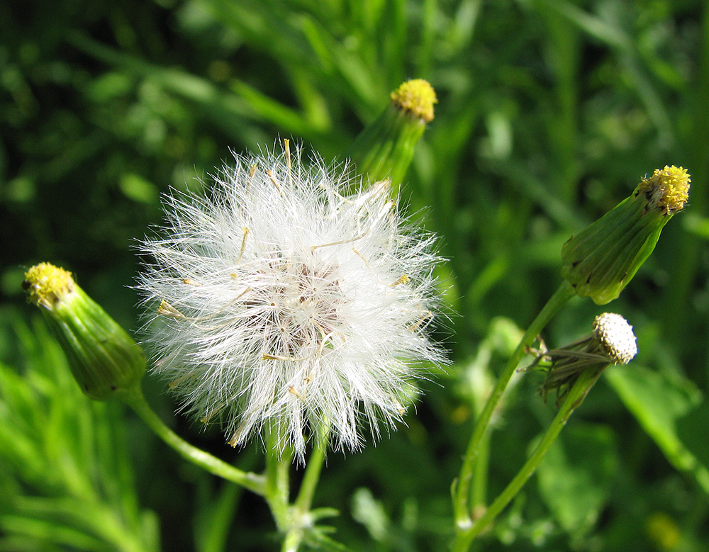 Изображение особи Senecio vulgaris.