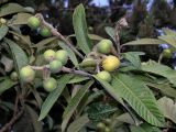 Eriobotrya japonica. Ветвь с недозрелыми плодами. Окраина Адлера, 02.06.2007.