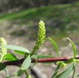 Salix elbursensis