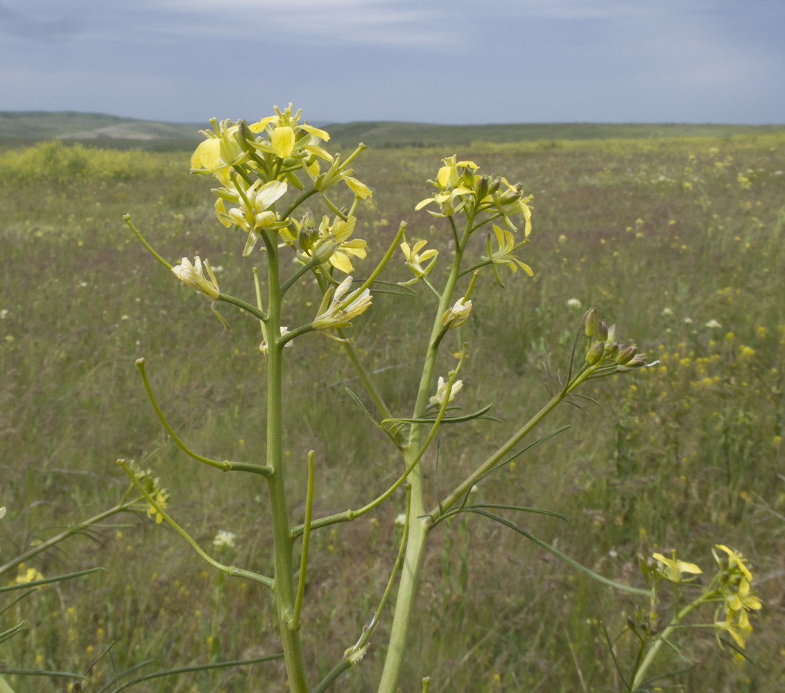 Изображение особи Sisymbrium altissimum.