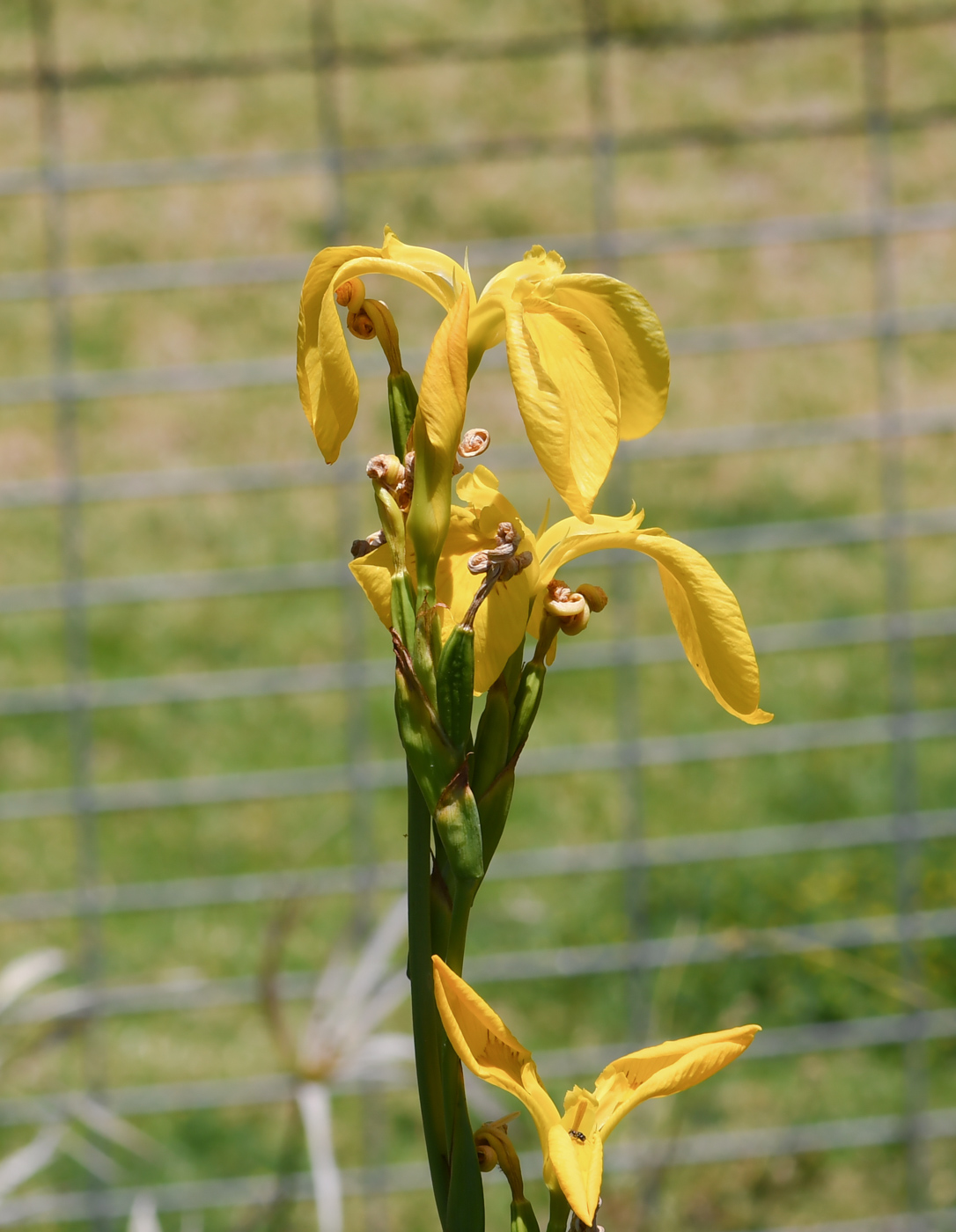 Изображение особи Iris pseudacorus.