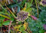 Pachypleurum alpinum. Соплодие. Башкирия, Белорецкий р-н, гора Большой Иремель, ≈ 1500 м н.у.м., горная тундра. 30.07.2019.