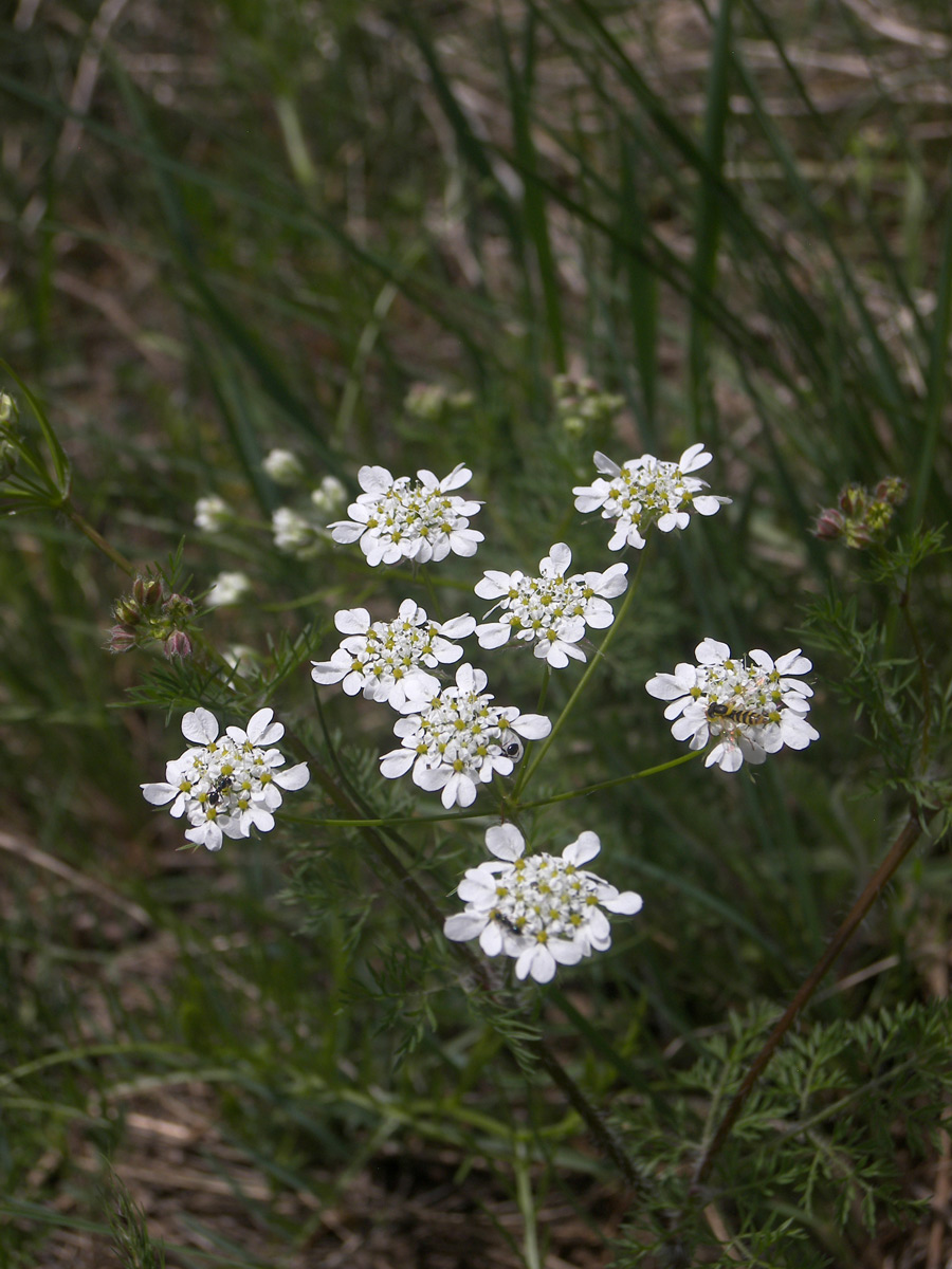 Image of Chaerophyllum crinitum specimen.