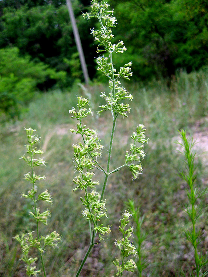 Image of Silene eugeniae specimen.