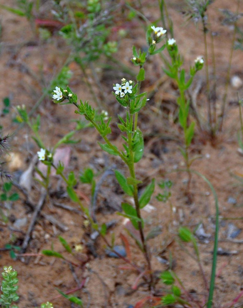 Image of Buglossoides rochelii specimen.