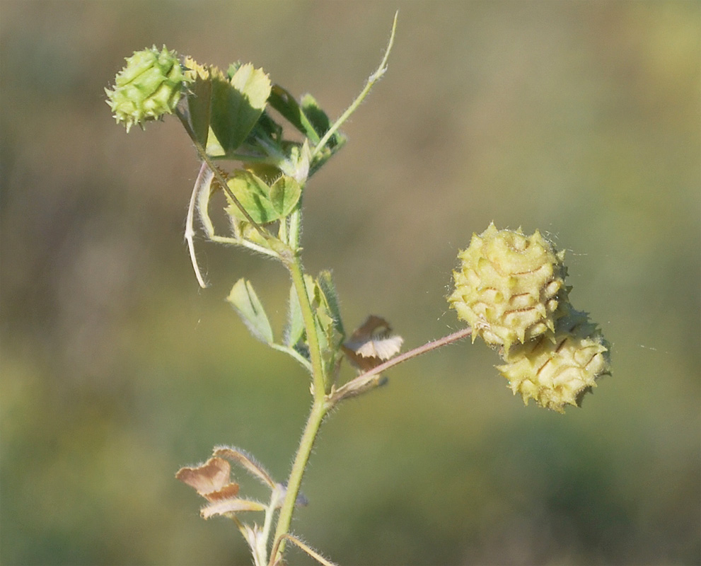 Image of Medicago rigidula specimen.