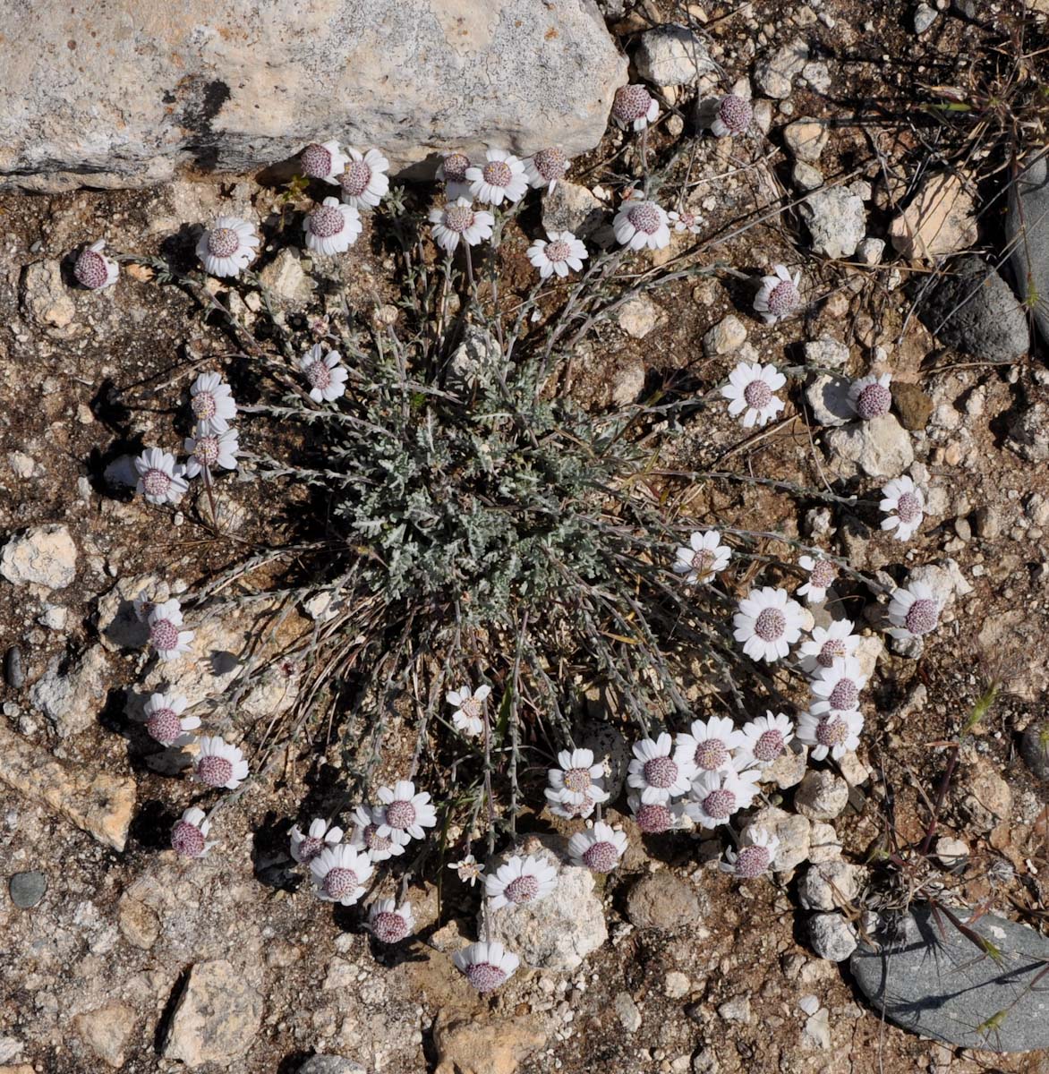 Image of Anthemis tricolor specimen.