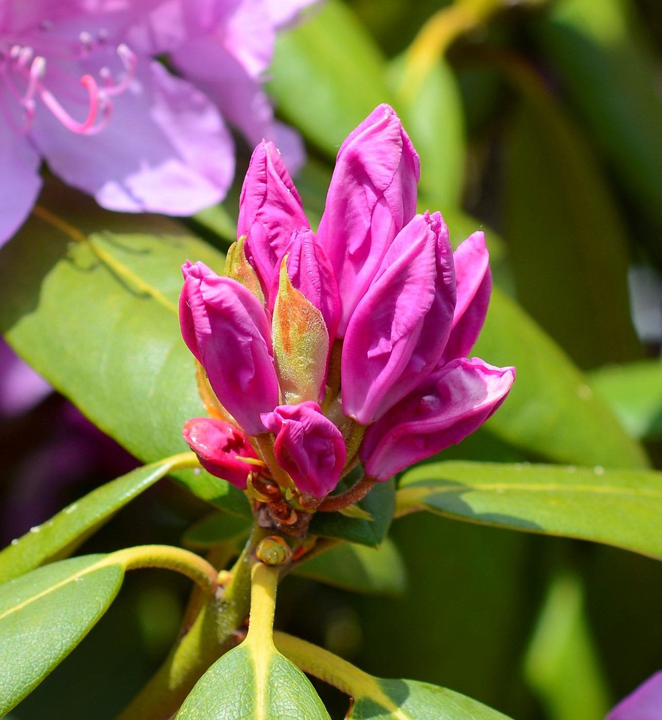 Image of Rhododendron ponticum specimen.