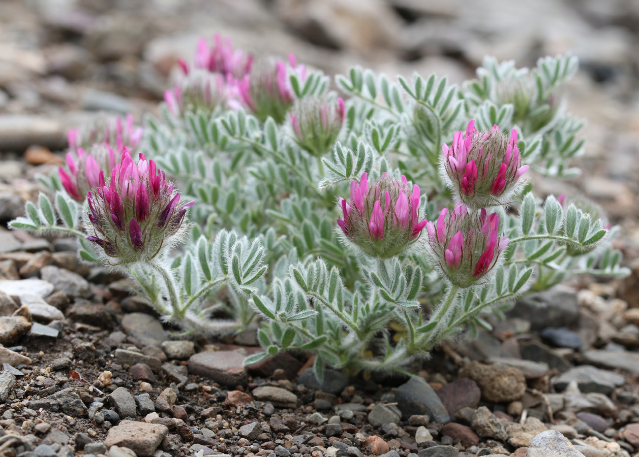 Изображение особи Astragalus setosulus.