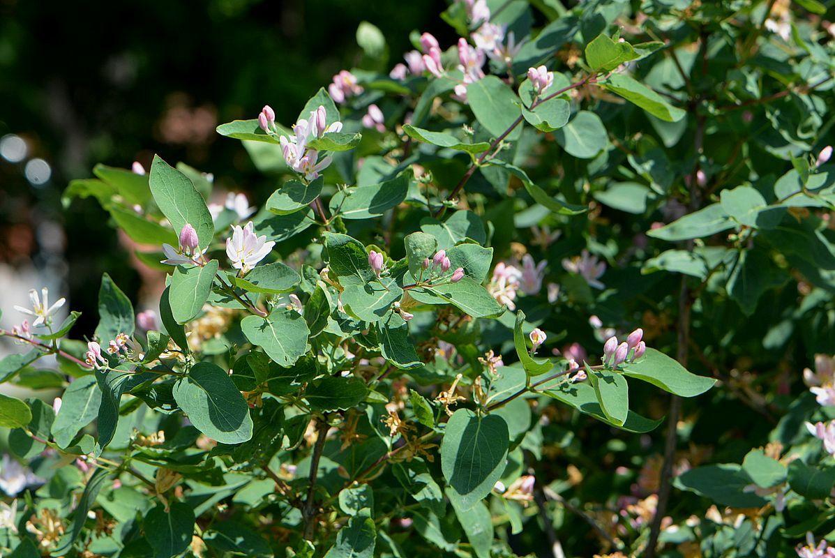 Изображение особи Lonicera tatarica.