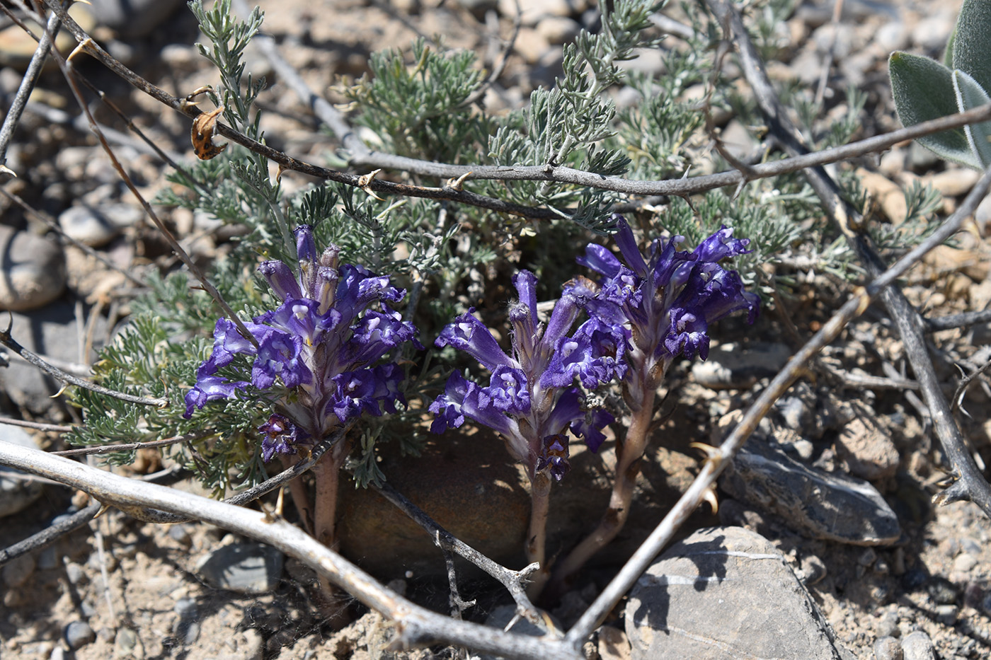 Image of Orobanche amoena f. colossea specimen.