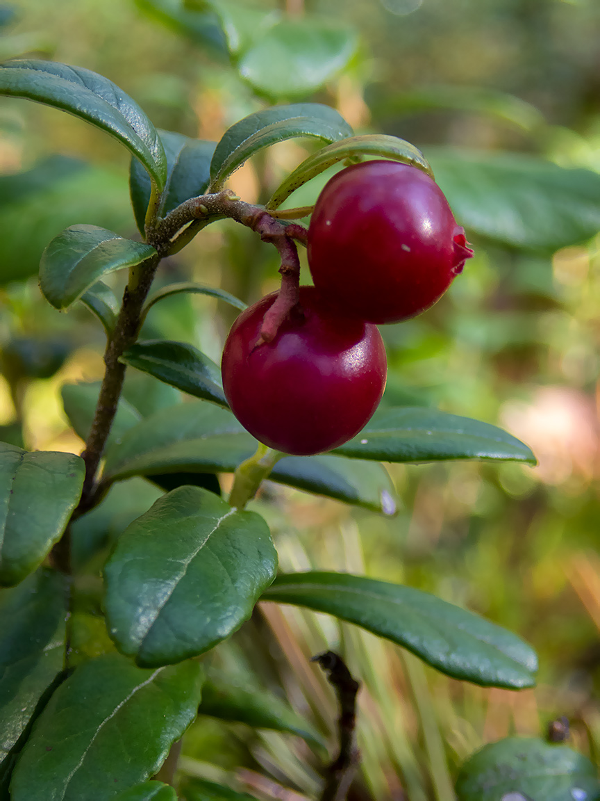 Изображение особи Vaccinium vitis-idaea.