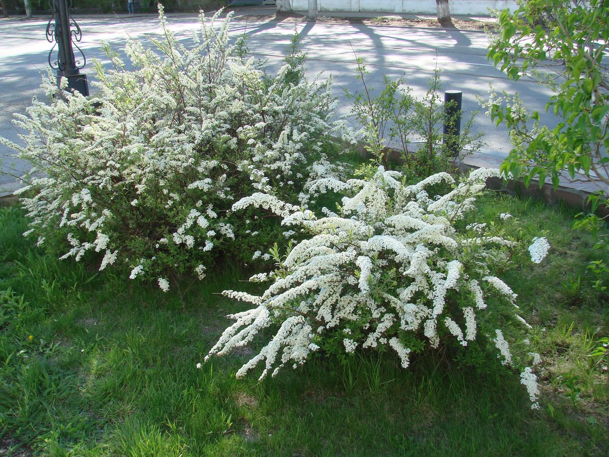 Image of Spiraea &times; cinerea specimen.