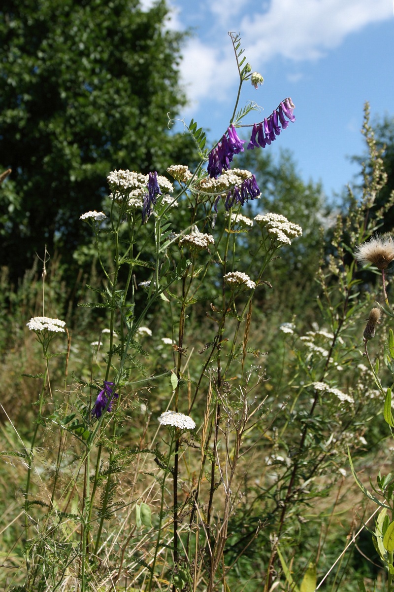 Изображение особи Vicia villosa.