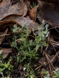 Cladonia gracilis